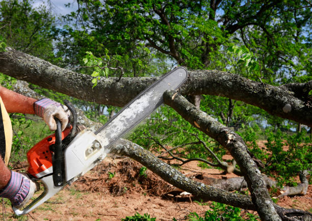 Best Firewood Processing and Delivery  in Collinsville, AL